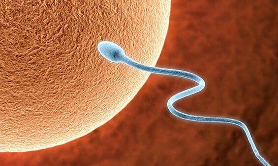 Biologische Funktionen der Vor -Jakulation